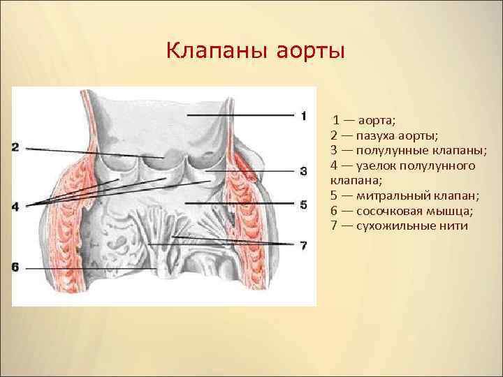 Клапаны аорты 1 — аорта; 2 — пазуха аорты; 3 — полулунные клапаны; 4