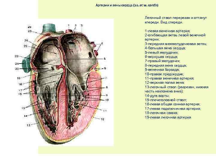 Венечная борозда головки фото