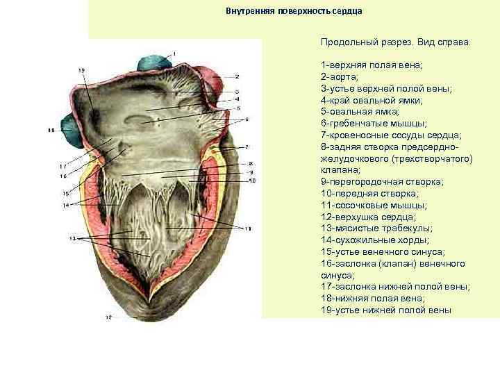 Внутренняя поверхность сердца Продольный разрез. Вид справа. 1 -верхняя полая вена; 2 -аорта; 3