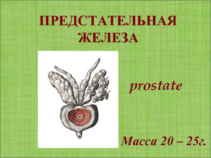 ПРЕДСТАТЕЛЬНАЯ ЖЕЛЕЗА prostatе Масса 20 – 25 г. 