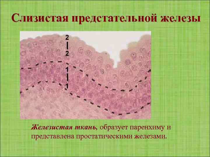 Слизистая предстательной железы Железистая ткань, образует паренхиму и представлена простатическими железами. 