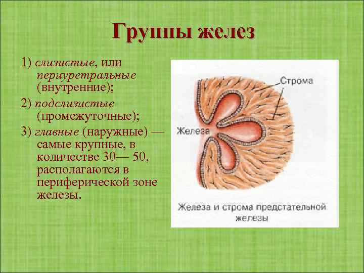 Группы желез 1) слизистые, или периуретральные (внутренние); 2) подслизистые (промежуточные); 3) главные (наружные) —