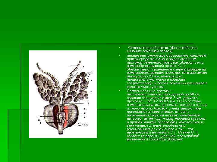 § § § Семявынося щий прото к (ductus deferens; синоним семенной проток) парное анатомическое