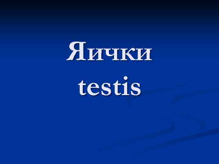 Яички testis 