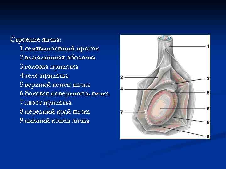 Строение яичка: 1. семявыносящий проток 2. влагалищная оболочка 3. головка придатка 4. тело придатка