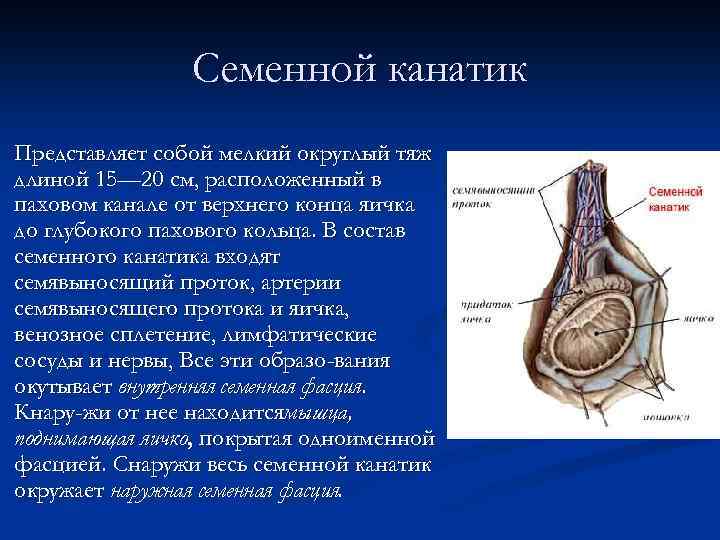 Мужские яички органы. Семенной канатик строение. Семенной канатик анатомия строение. Составные части семенного канатика. Семенной канатик и семявыносящий проток.