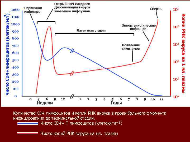 Количество CD 4 лимфоцитов и копий РНК вируса в крови больного с момента инфицирования