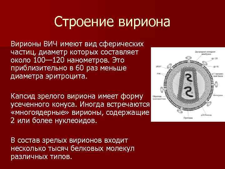 Строение вириона Вирионы ВИЧ имеют вид сферических частиц, диаметр которых составляет около 100— 120