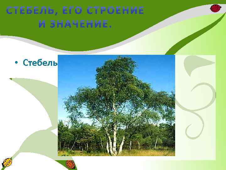  • Стебель- это осевая часть растения 