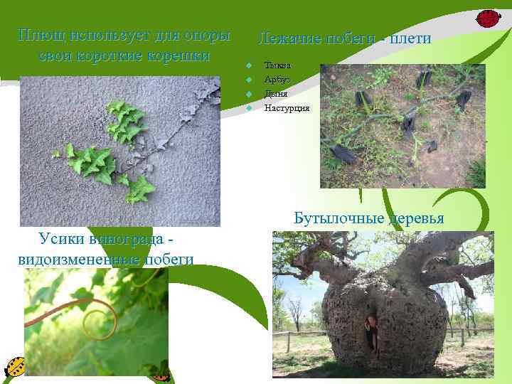Плющ использует для опоры свои короткие корешки Лежачие побеги - плети u u Тыква