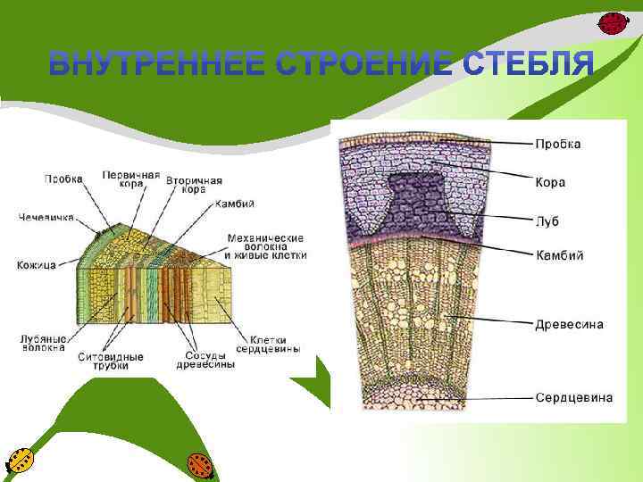 Строение стебля особенности строения