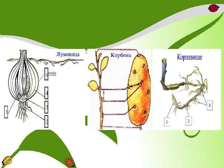 Луковица Клубень 