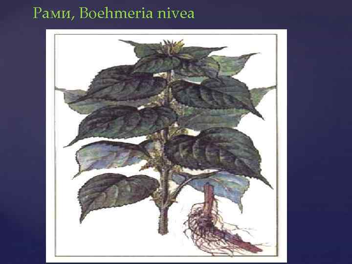 Рами, Boehmeria nivea 