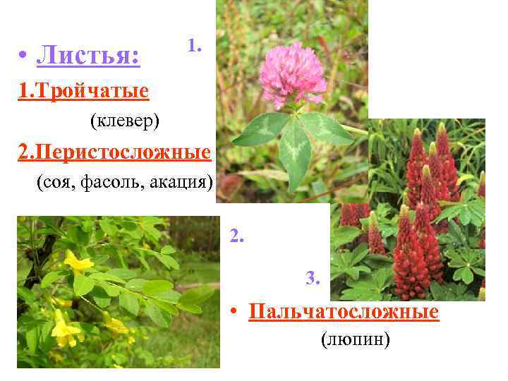  • Листья: 1. Тройчатые (клевер) 2. Перистосложные (соя, фасоль, акация) 2. 3. •