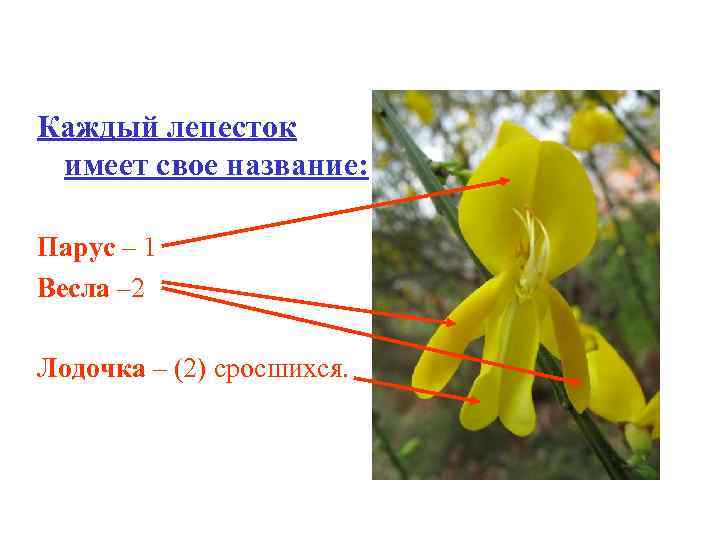 Песня называется лепесток