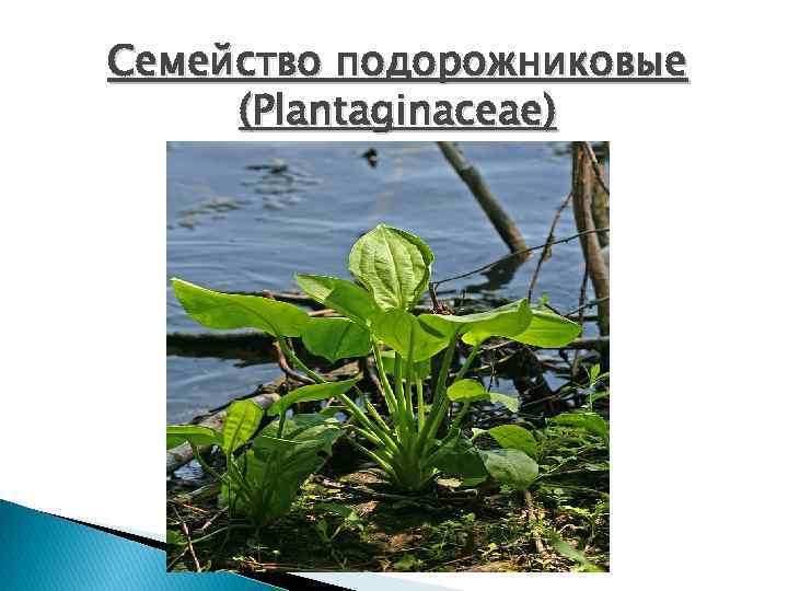 Cемейство подорожниковые (Plantaginaceae) 