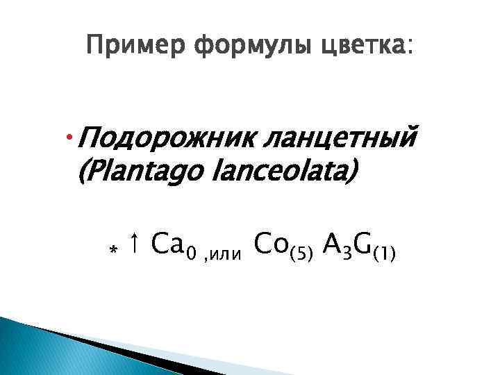 Пример формулы цветка: Подорожник ланцетный (Plantago lanceolata) * ↑ Ca 0 , или Co(5)