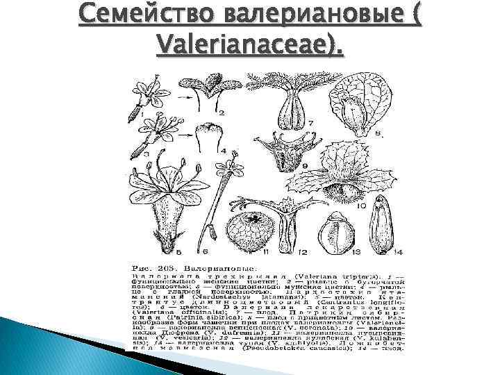 Семейство валериановые ( Valerianaceae). 