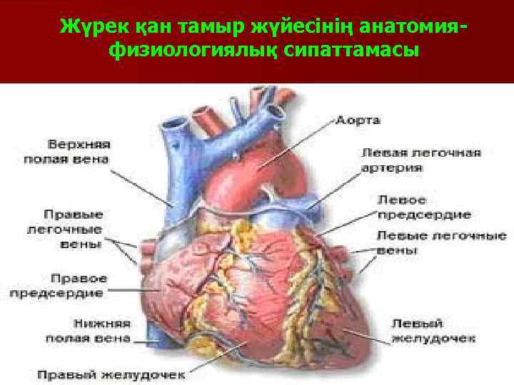 Жүрек қан тамыр жүйесінің анатомияфизиологиялық сипаттамасы 