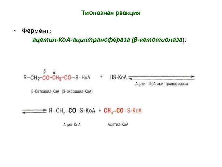 Тиолазная реакция • Фермент: ацетил-Ко. А-ацилтрансфераза (β-кетотиолаза): 