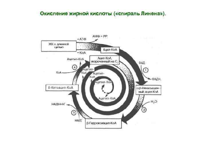 Окисление жирной кислоты ( «спираль Линена» ). 