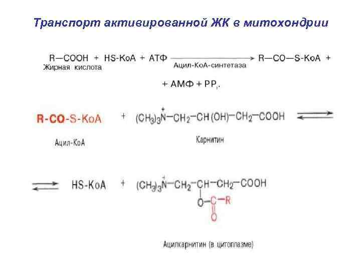 Транспорт активированной ЖК в митохондрии 