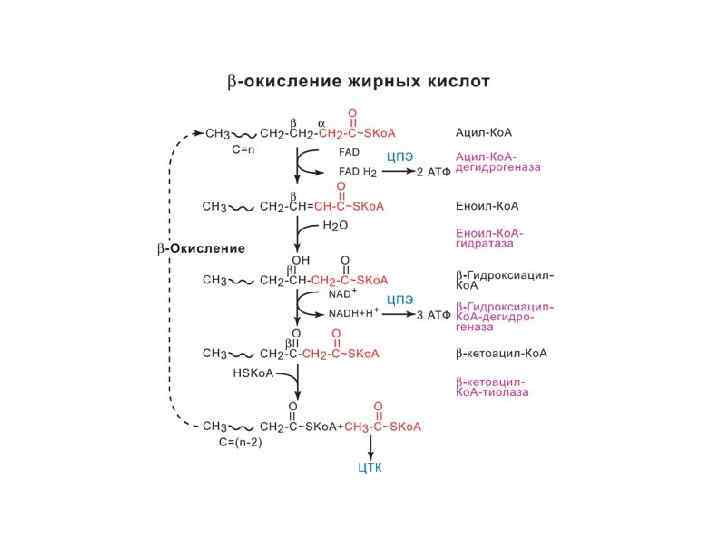 Схема бета окисления жирных кислот