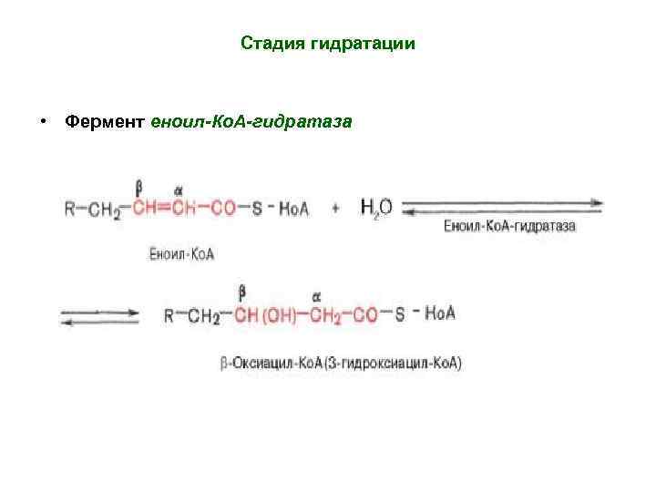 Стадия гидратации • Фермент еноил-Ко. А-гидратаза 
