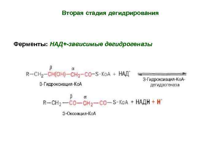 Вторая стадия дегидрирования Ферменты: НАД+-зависимые дегидрогеназы 