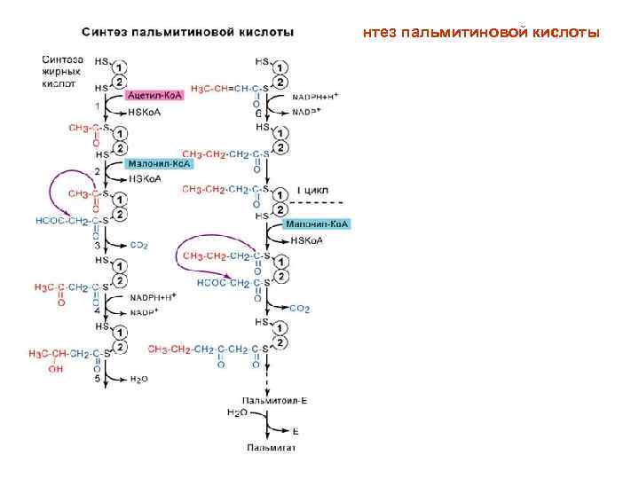 Биосинтез жирных кислот схема