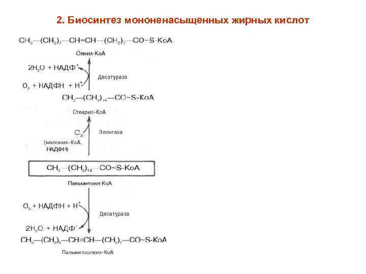 Биосинтез высших жирных кислот схема