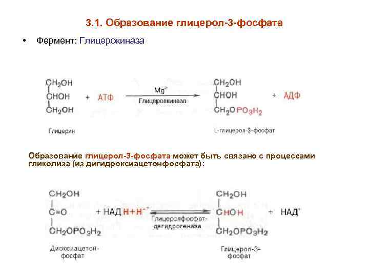 Реакция образования глицерина. Образование глицерол 3 фосфата. Синтез глицерол-3 фосфата из глицерина. Образование глицерол 3 фосфата из глицерина. Диоксиацетон в глицерол 3 фосфат.