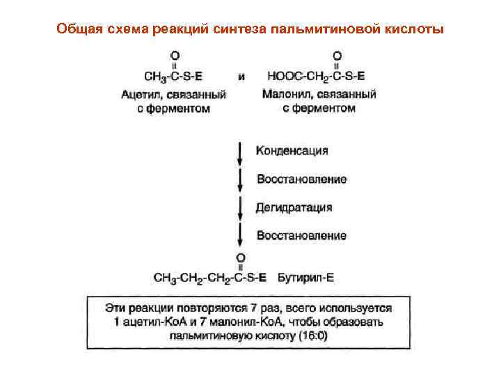 Синтез пальмитиновой