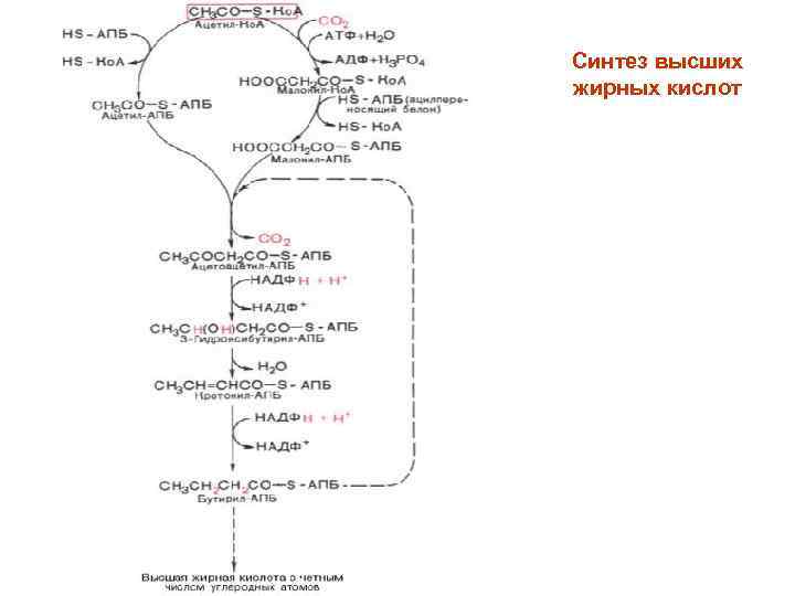 Синтез высших жирных. Синтез высших жирных кислот схема. Синтез жирных кислот биохимия схема. Синтез ВЖК схема. Биосинтез жирных кислот схема.
