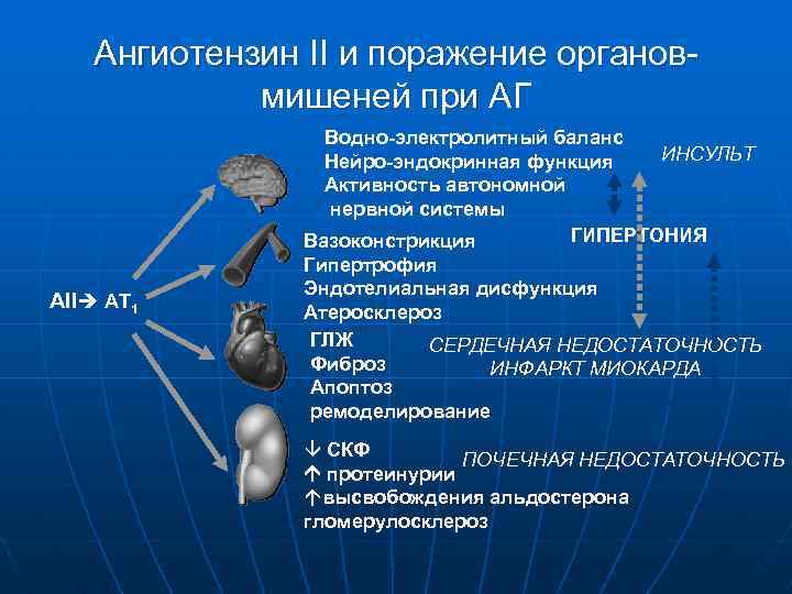 Ангиотензин II и поражение органовмишеней при АГ АII AT 1 Водно-электролитный баланс ИНСУЛЬТ Нейро-эндокринная