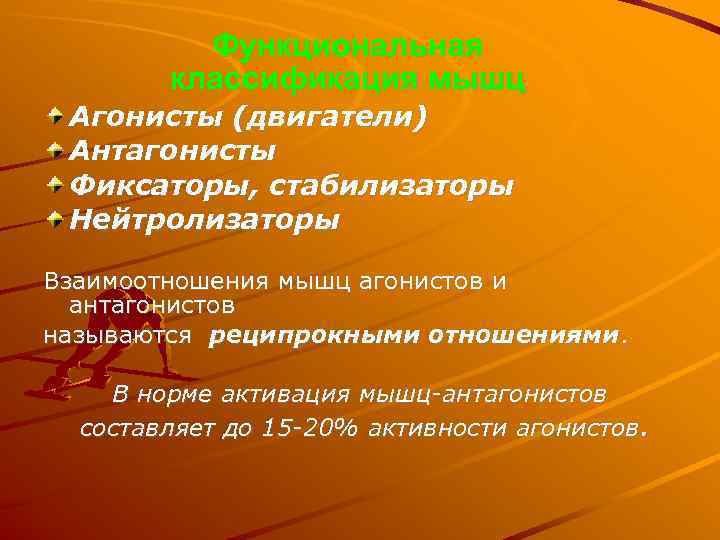 Функциональная классификация мышц Агонисты (двигатели) Антагонисты Фиксаторы, стабилизаторы Нейтролизаторы Взаимоотношения мышц агонистов и антагонистов