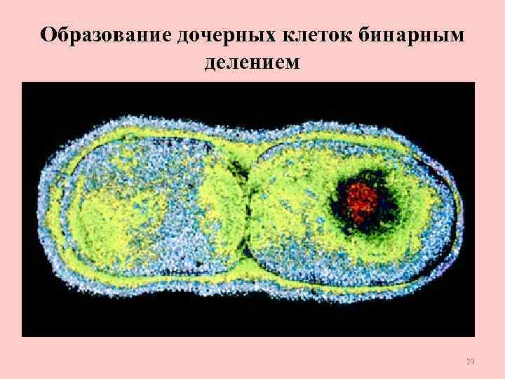 Рисунок морфология бактерий