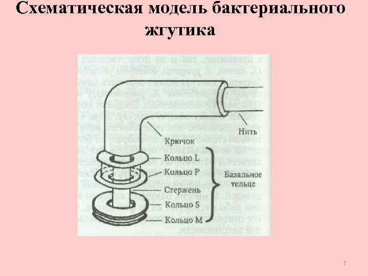 Строение жгутика эукариот