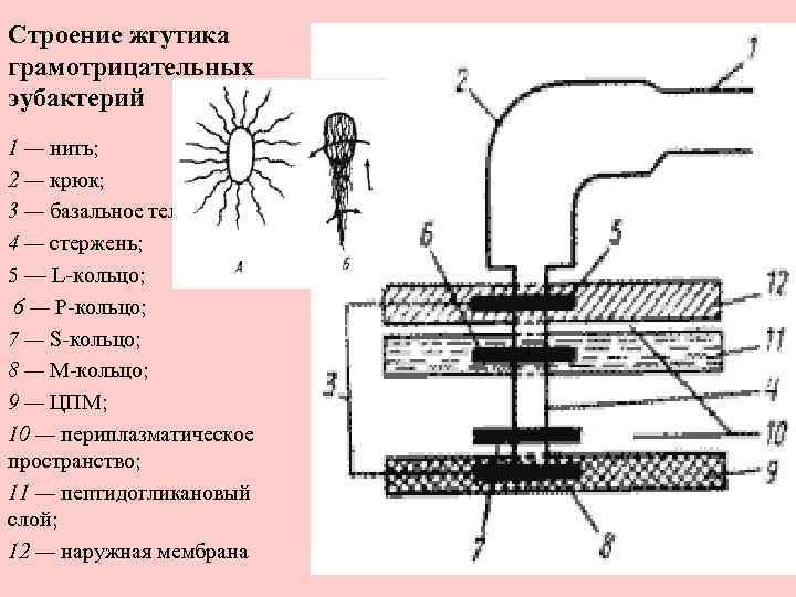 Строение жгутика грамотрицательных эубактерий 1 — нить; 2 — крюк; 3 — базальное тело;