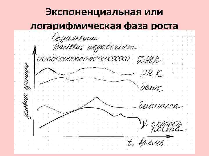 Определение роста по фото