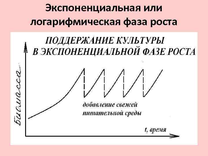 Фазы роста производства