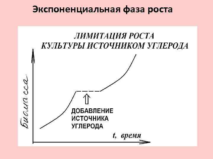 Фазы роста производства. Экспоненциальная фаза роста микроорганизмов. Экспоненциальная кривая роста. Кривая роста микроорганизмов. Кривая роста с фазами.