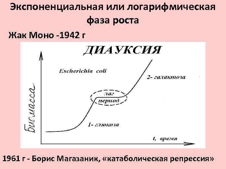 Определение роста по фото