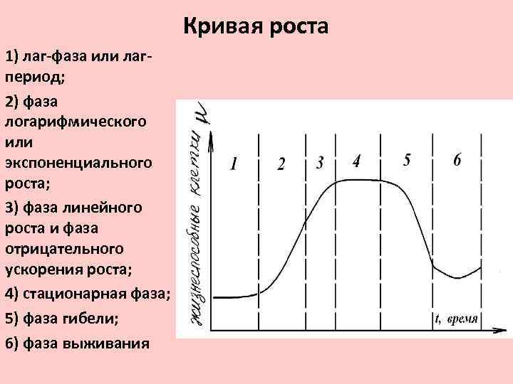 Определение роста по фото