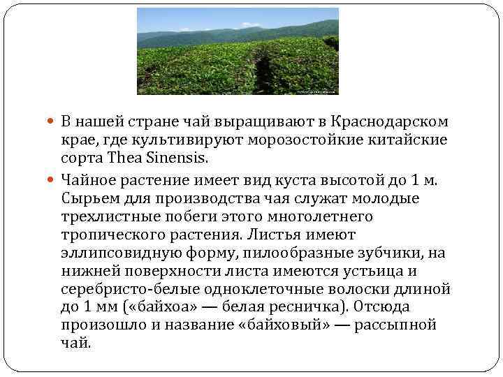  В нашей стране чай выращивают в Краснодарском крае, где культивируют морозостойкие китайские сорта
