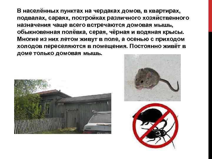 В населённых пунктах на чердаках домов, в квартирах, подвалах, сараях, постройках различного хозяйственного назначения