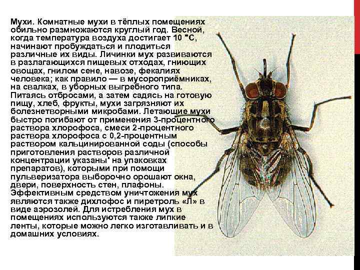 Почему появилась муха. Меры борьбы с комнатной мухой. Размножение мух. Размножение комнатной мухи. Комнатная Муха профилактика.