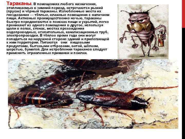 Тараканы. В помещениях любого назначения, отапливаемых в зимний период, встречаются рыжий (прусак) и чёрный