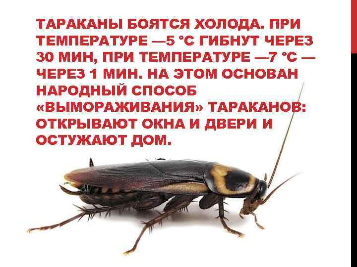 ТАРАКАНЫ БОЯТСЯ ХОЛОДА. ПРИ ТЕМПЕРАТУРЕ — 5 °С ГИБНУТ ЧЕРЕЗ 30 МИН, ПРИ ТЕМПЕРАТУРЕ