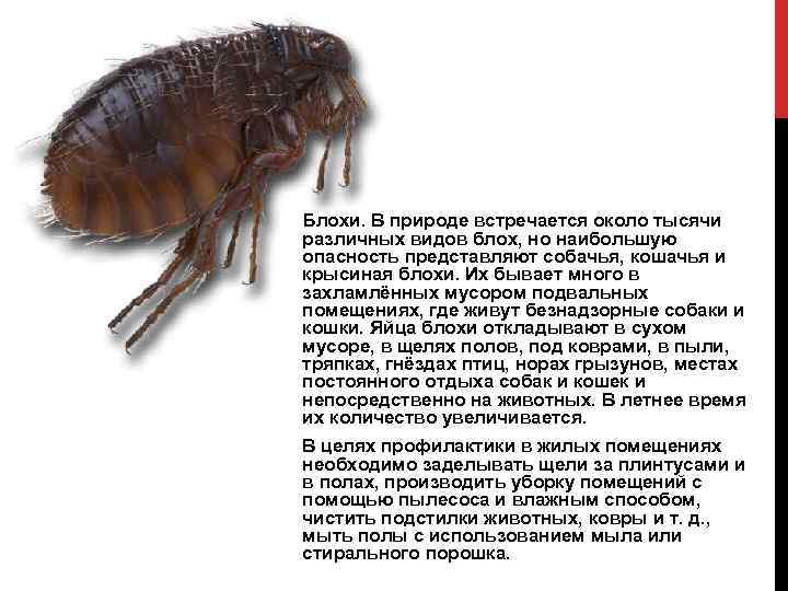 Блохи. В природе встречается около тысячи различных видов блох, но наибольшую опасность представляют собачья,